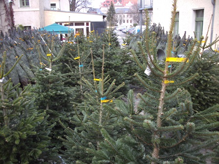 Weihnachtsgestecke, Accessoires und Weihnachtsbaumverkauf in Dresden Theresienstraße (ehemals Theresienhof)
