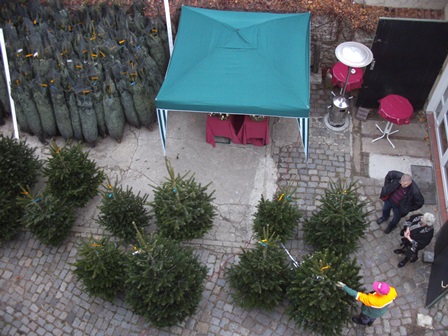 Nordmanntannen, Weihnachtsbaumverkauf in Dresden Theresienstraße (ehemals Theresienhof)