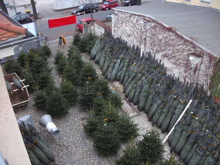 Nordmanntannen, Weihnachtsbaumverkauf in Dresden Theresienstraße (ehemals Theresienhof)