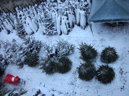 Nordmanntannen, Weihnachtsbaumverkauf in Dresden Theresienstraße (ehemals Theresienhof)