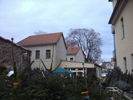 Nordmanntannen, Weihnachtsbaumverkauf in Dresden Theresienstraße (ehemals Theresienhof)